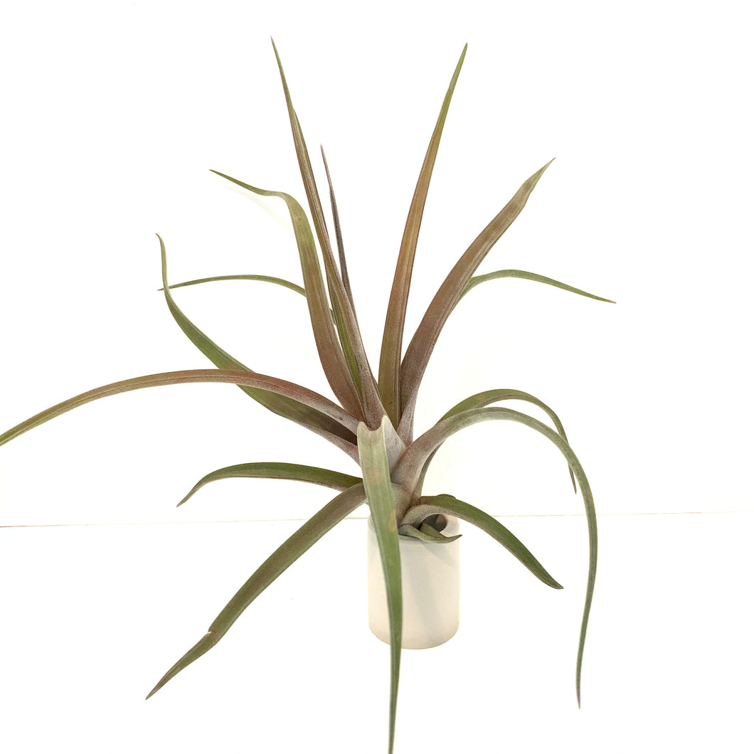 Tillandsia novakii