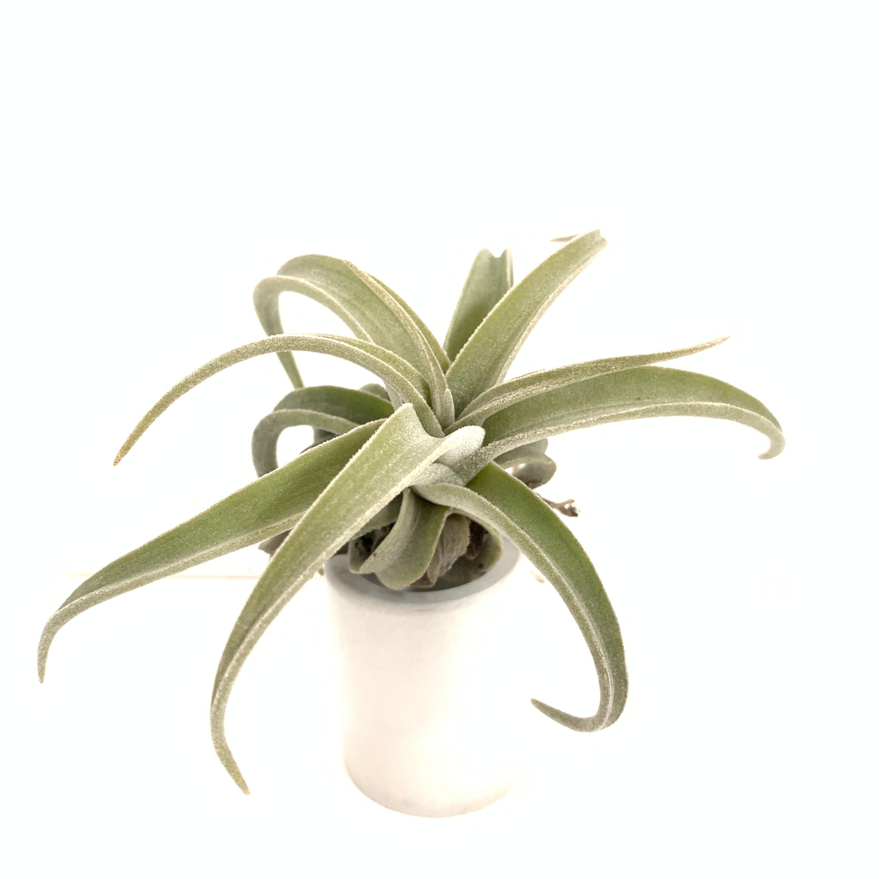 Tillandsia latifolia v leucophylla