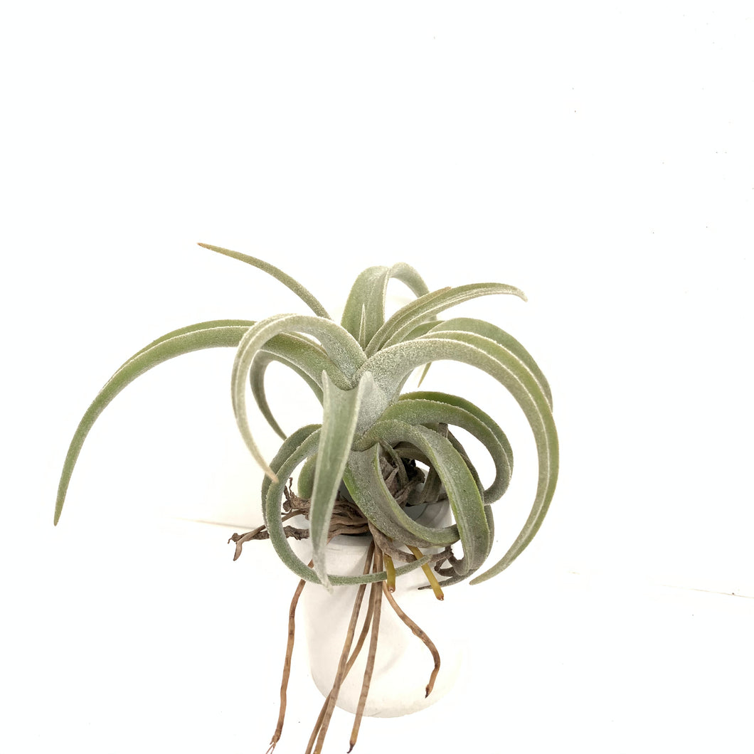 Tillandsia latifolia v leucophylla