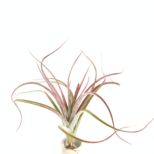 Tillandsia durangensis x Tillandsia capitata v domingensis