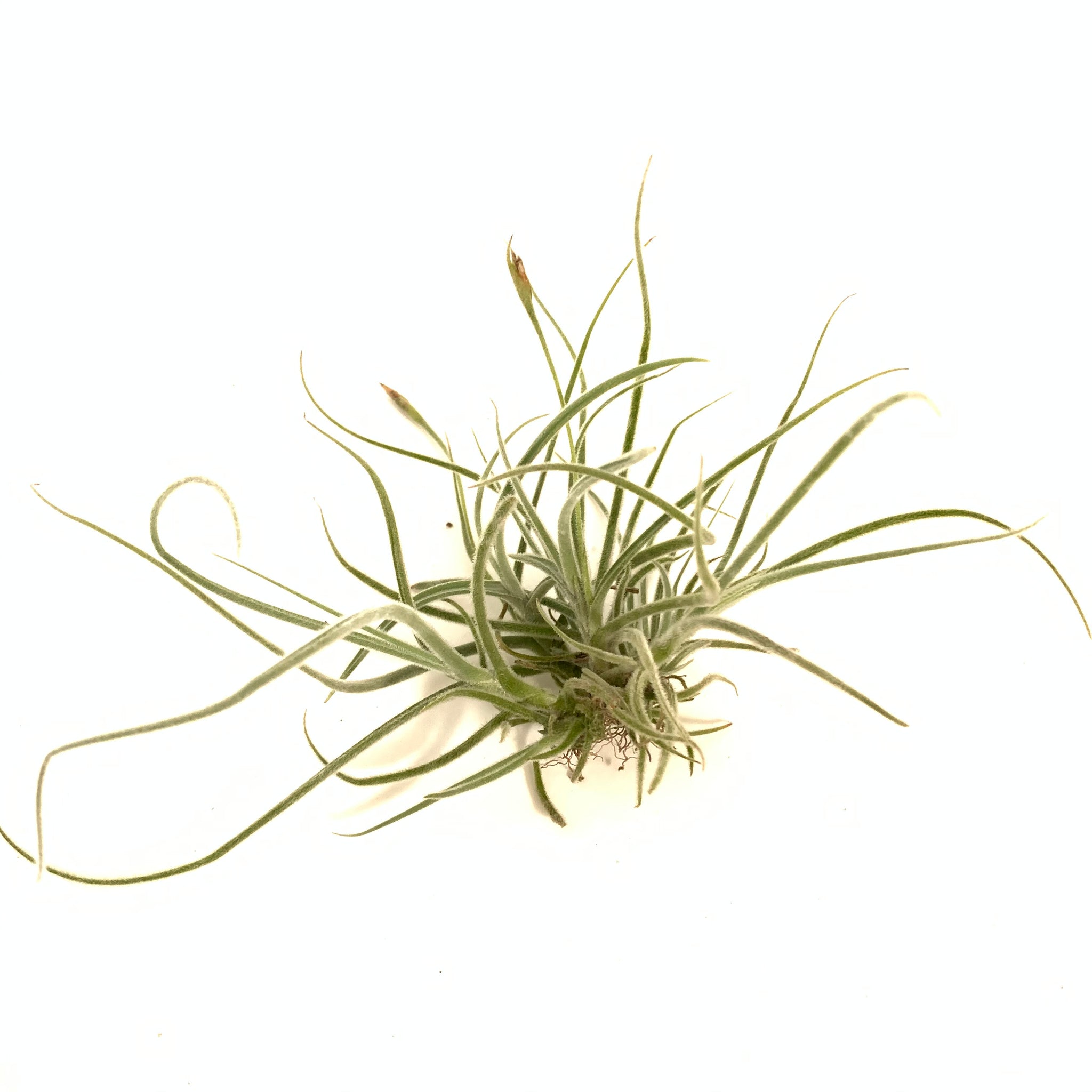 copper penny air plant Tillandsia crocata 'copper penny' – Cuffel Farms