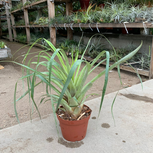 Tillandsia heterandra