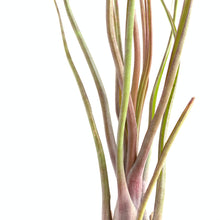 Tillandsia Durrell (limabata x bulbosa)