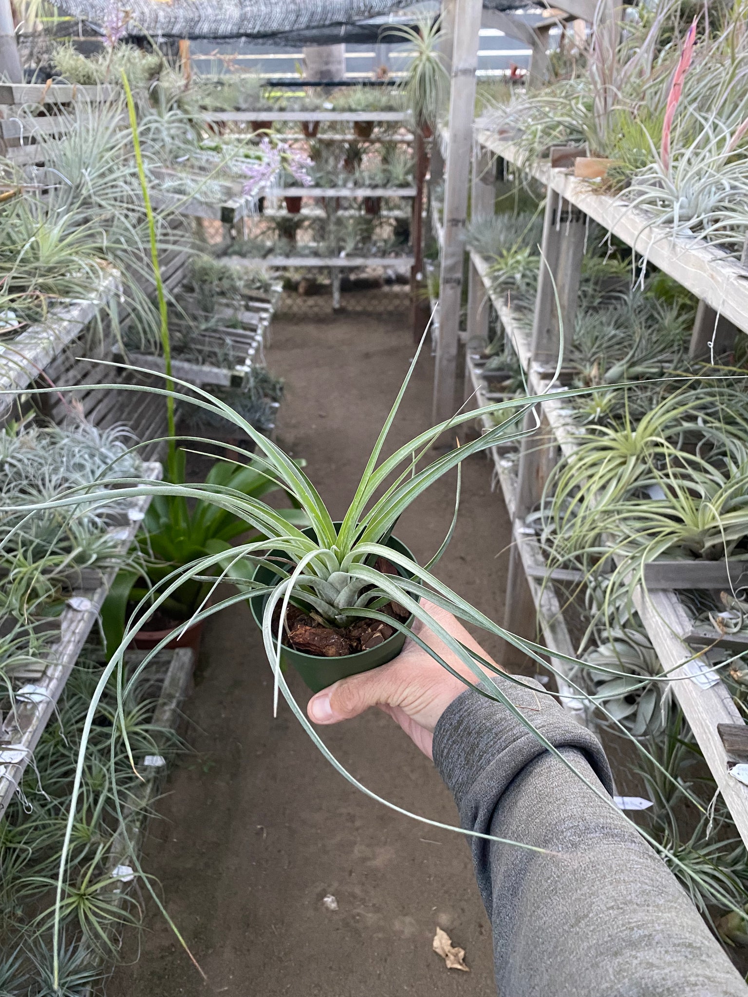 chiapensis air plant Tillandsia Chula (punctulata x chiapensis) – Cuffel Farms