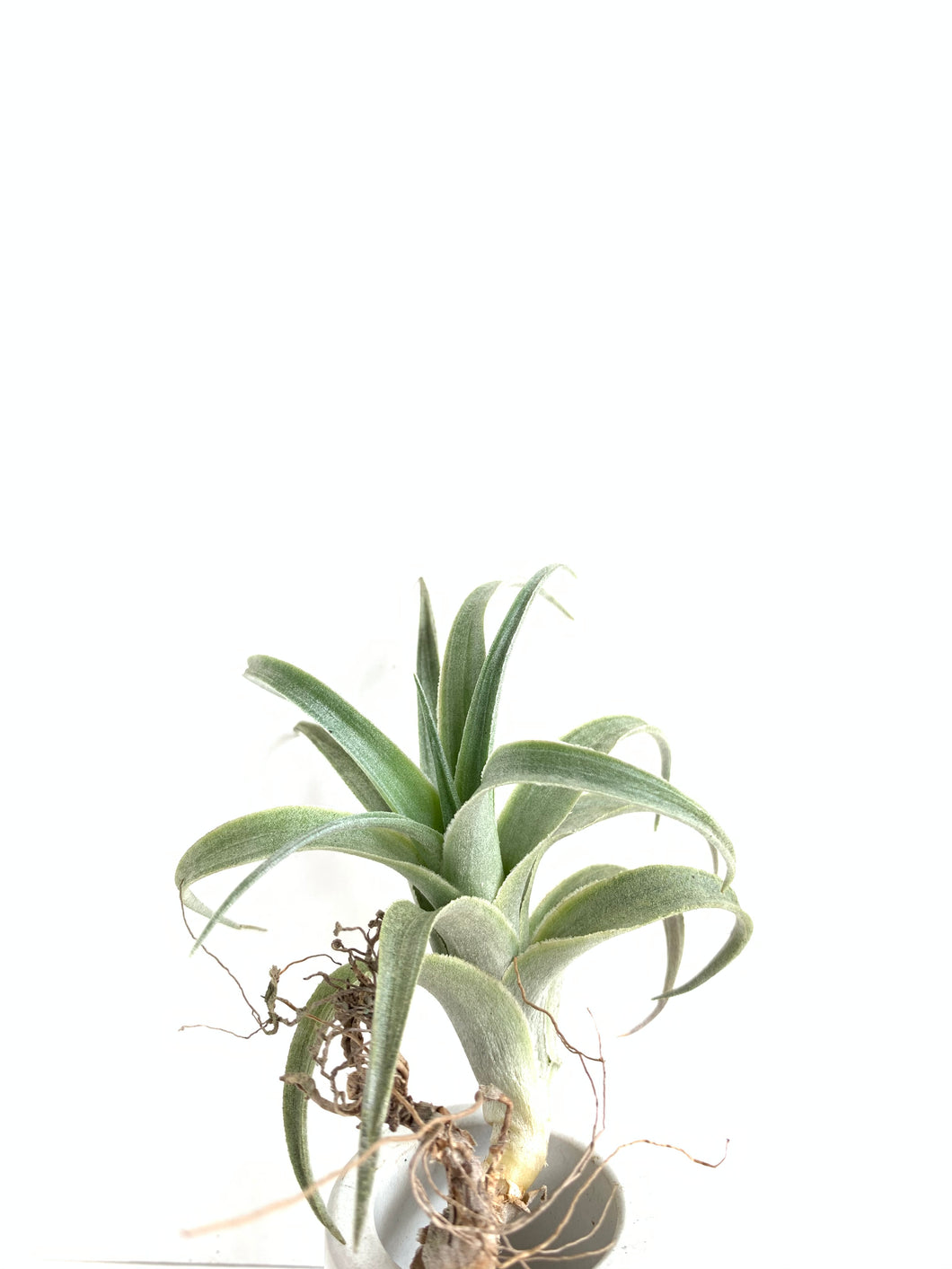 Tillandsia edithae