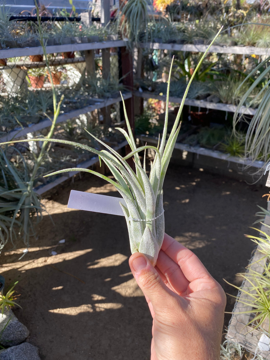 Tillandsia Bird Rock Elegance (streptophylla x pueblensis)