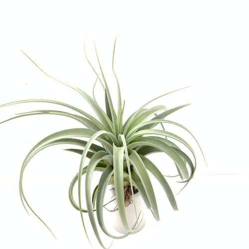 Tillandsia xerographica x concolor
