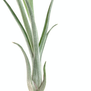 Tillandsia baileyi x streptophylla