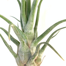 Tillandsia seleriana x streptophylla