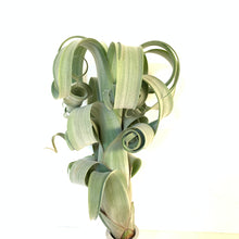 Tillandsia Curly Slim (intermedia x streptophylla)