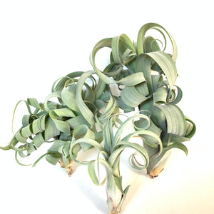 Tillandsia Curly Slim (intermedia x streptophylla)