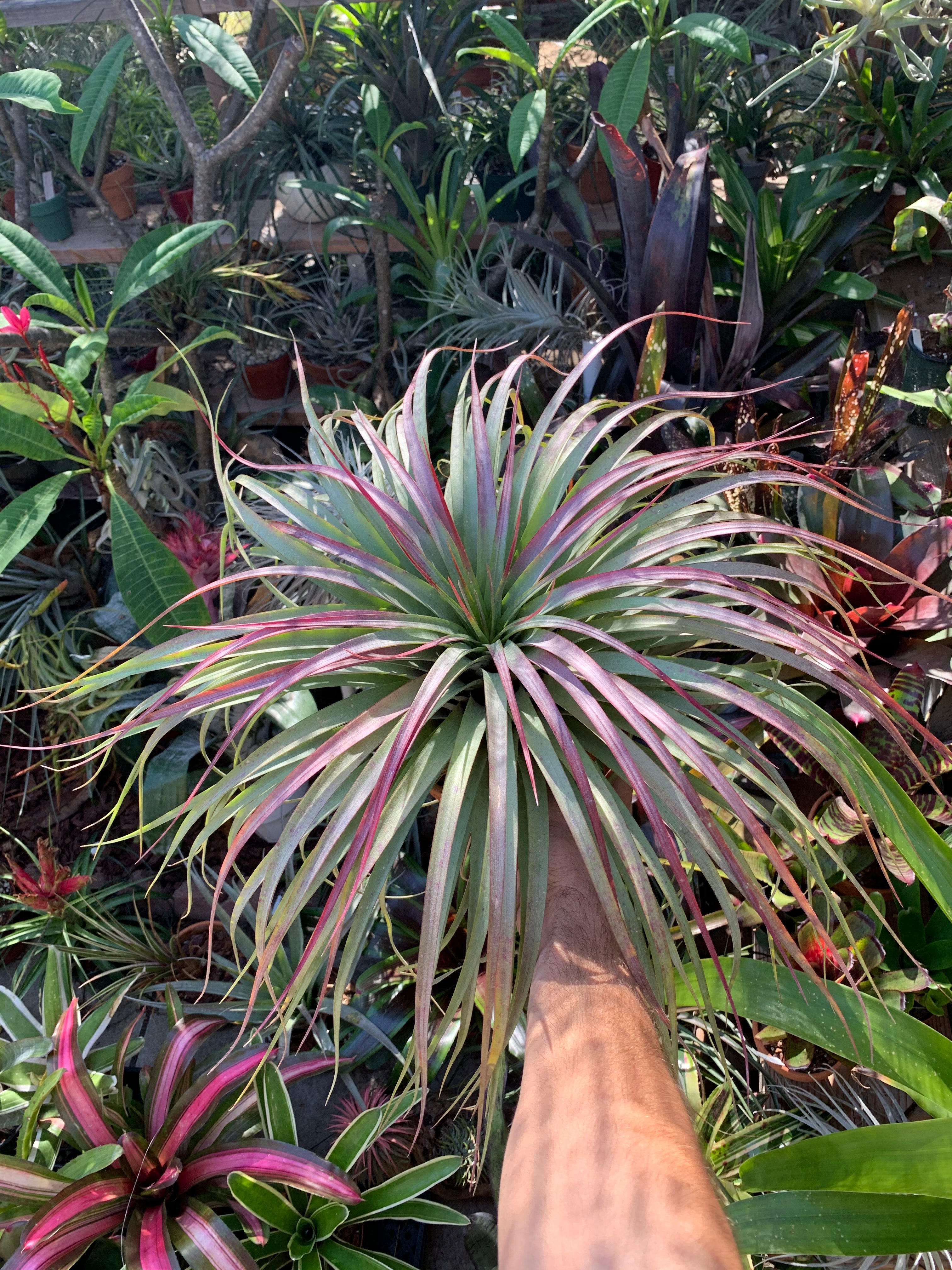 Tillandsia brachycaulos x xerographica – Cuffel Farms