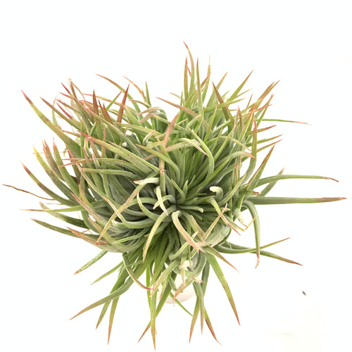 Tillandsia ionantha Big Boy crested form