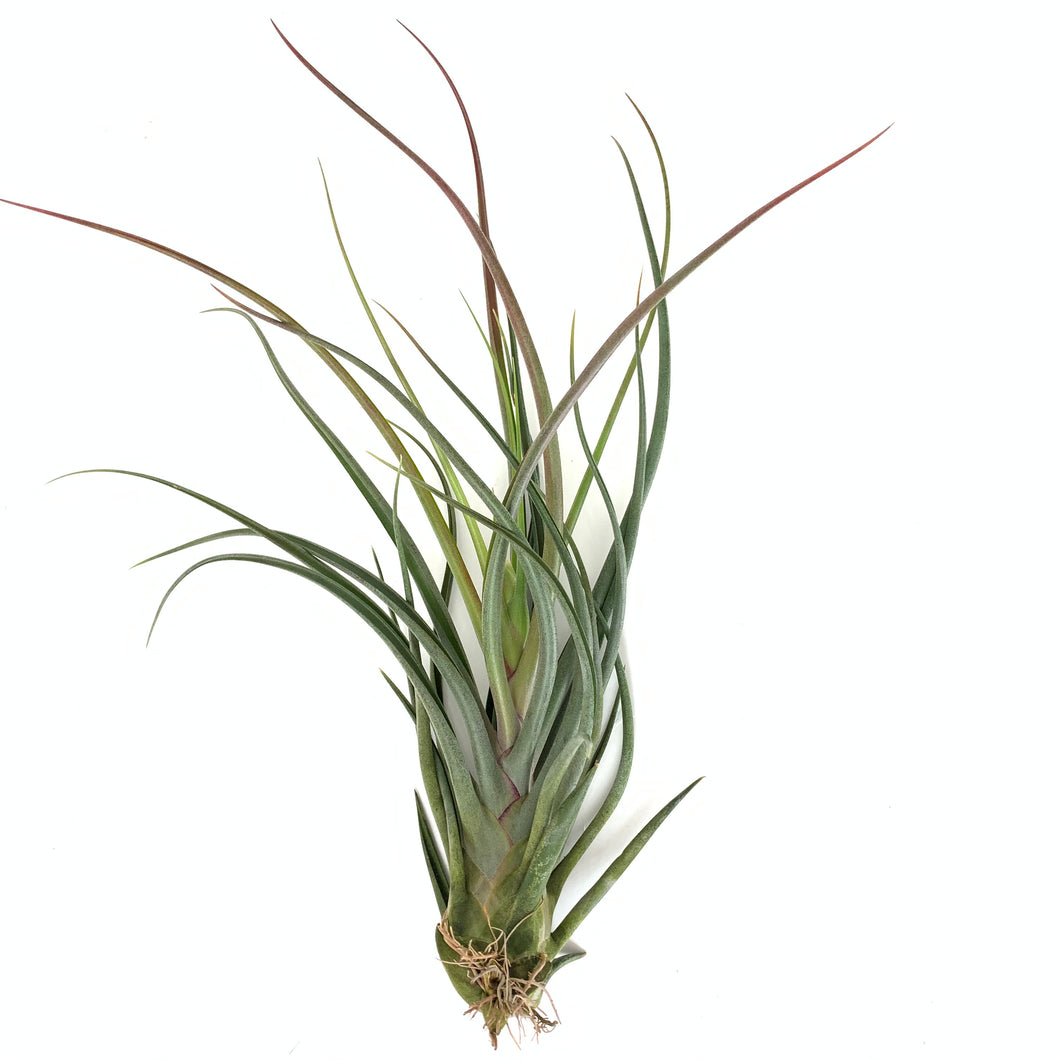 Tillandsia bulbosa x pueblensis