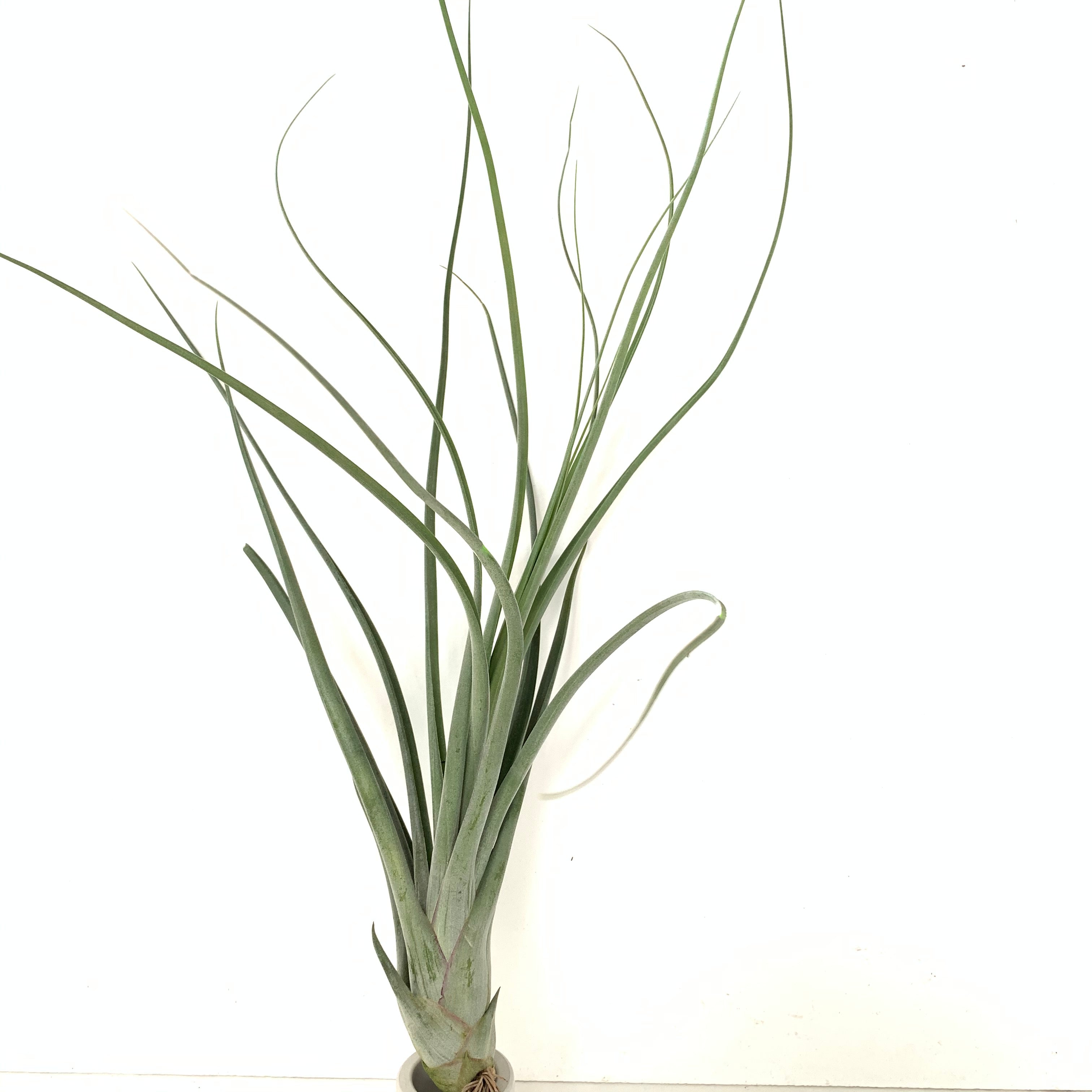 チランジアlimbata X caput-medusae チランジア・カプトメデューサ×ブラキカウロス Tillandsia caput