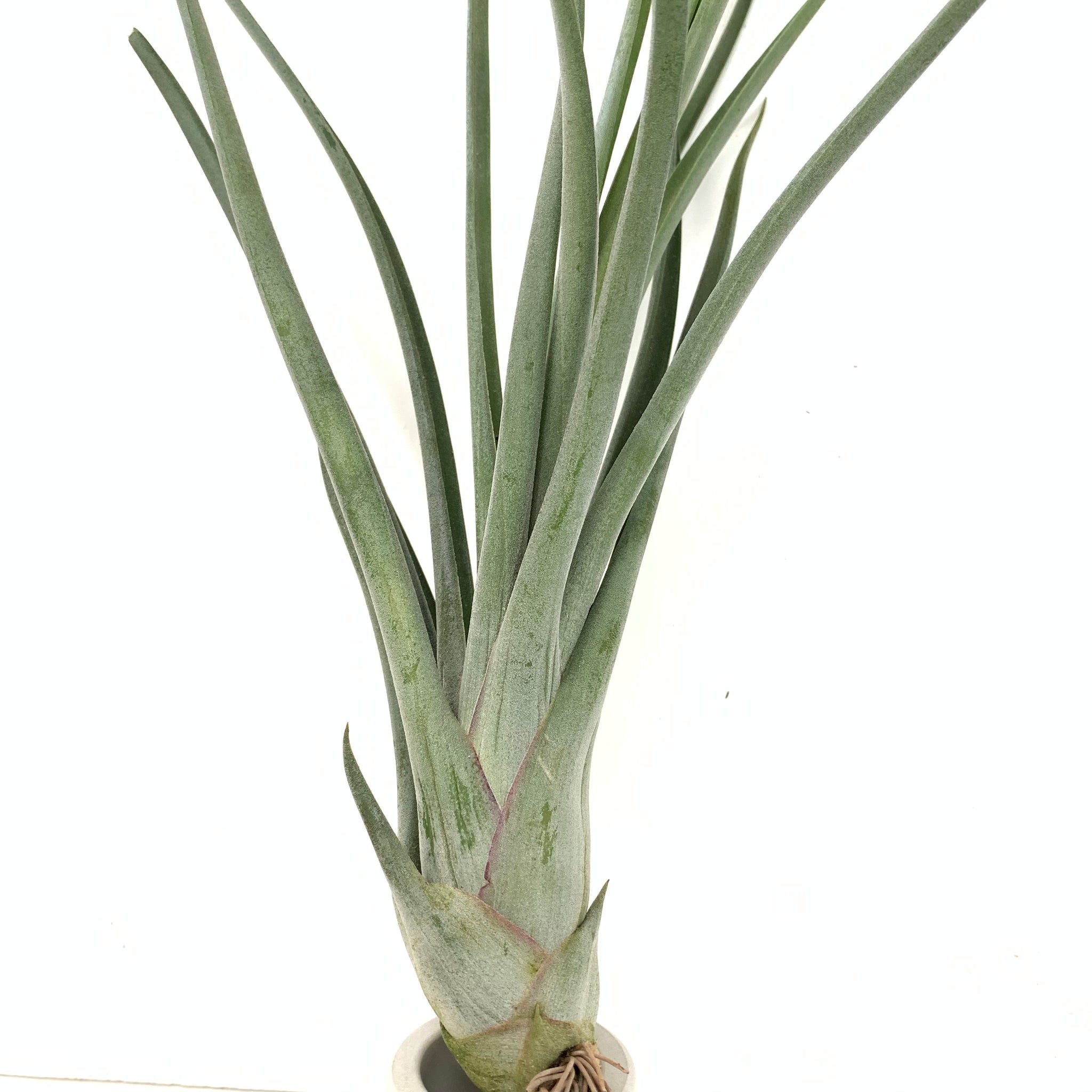 air plant 中文 Tillandsia caput medusae x Tillandsia flabellata – Cuffel Farms