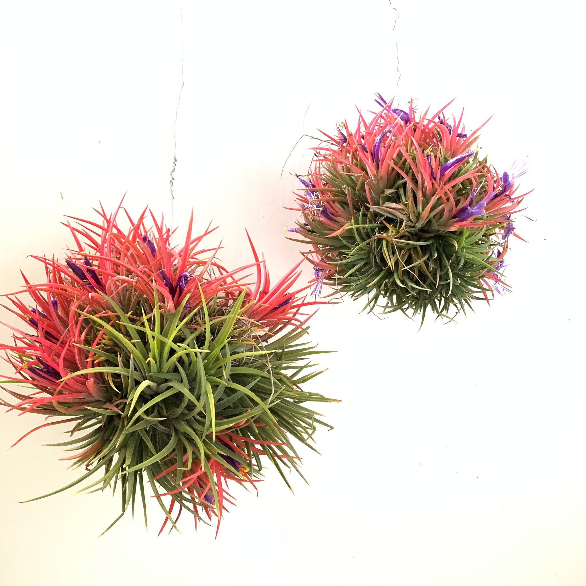 air plant clump Tillandsia ionantha specimen clumps – Cuffel Farms
