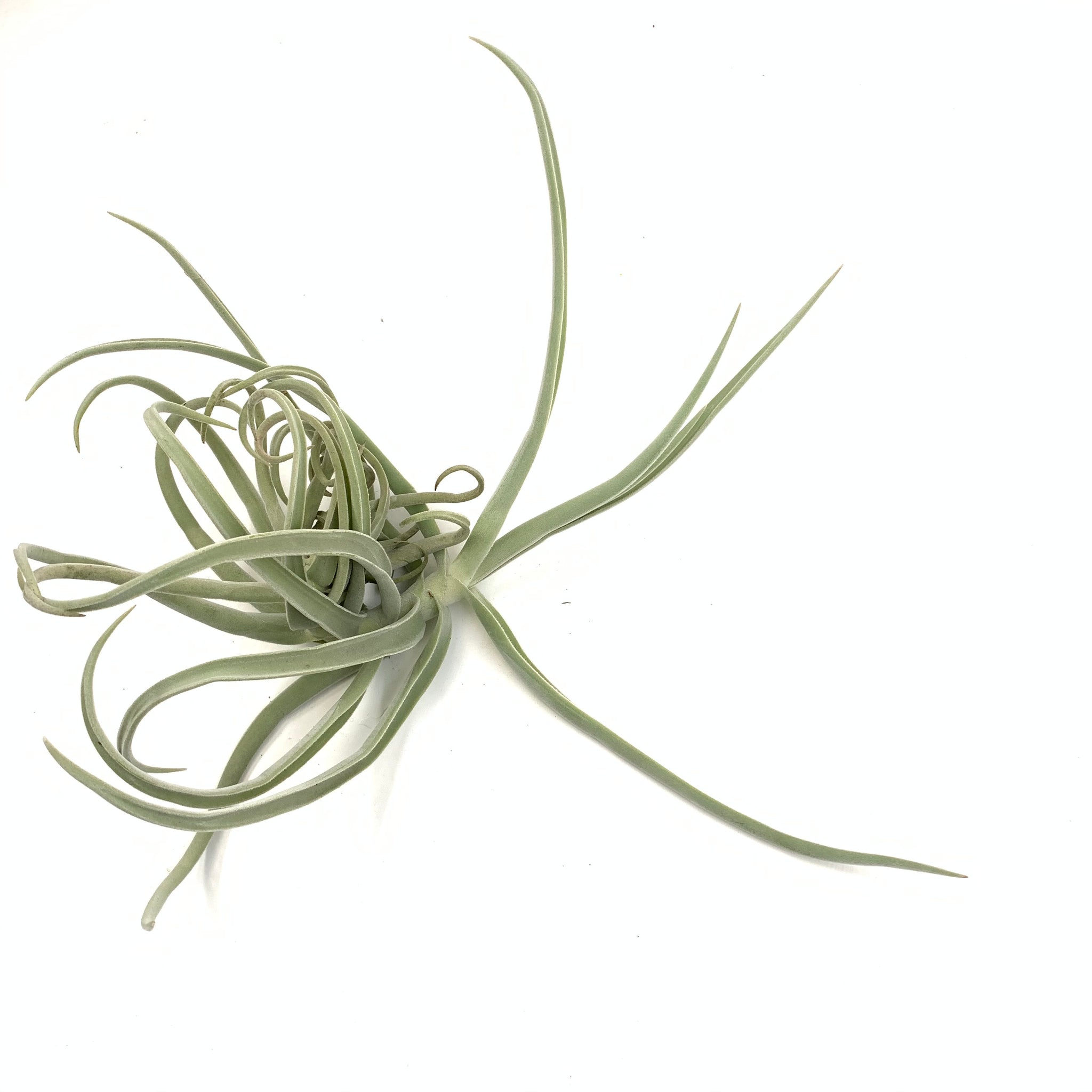 duratii air plant Tillandsia duratii – Cuffel Farms