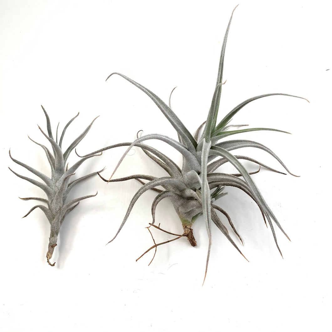 Tillandsia mitlaensis v tulensis