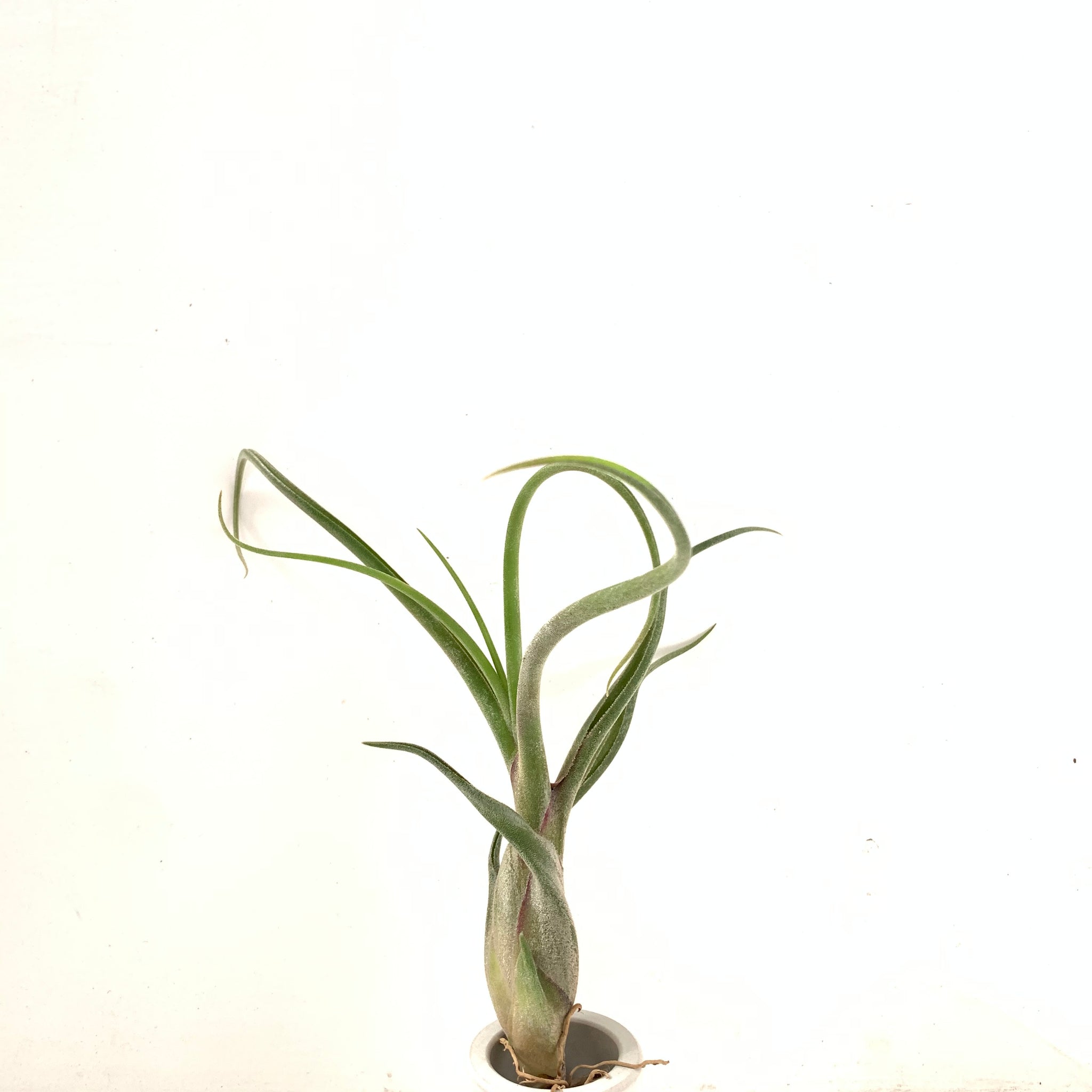 juncifolia air plant Tillandsia caput medusae purple x Tillandsia juncifolia – Cuffel Farms