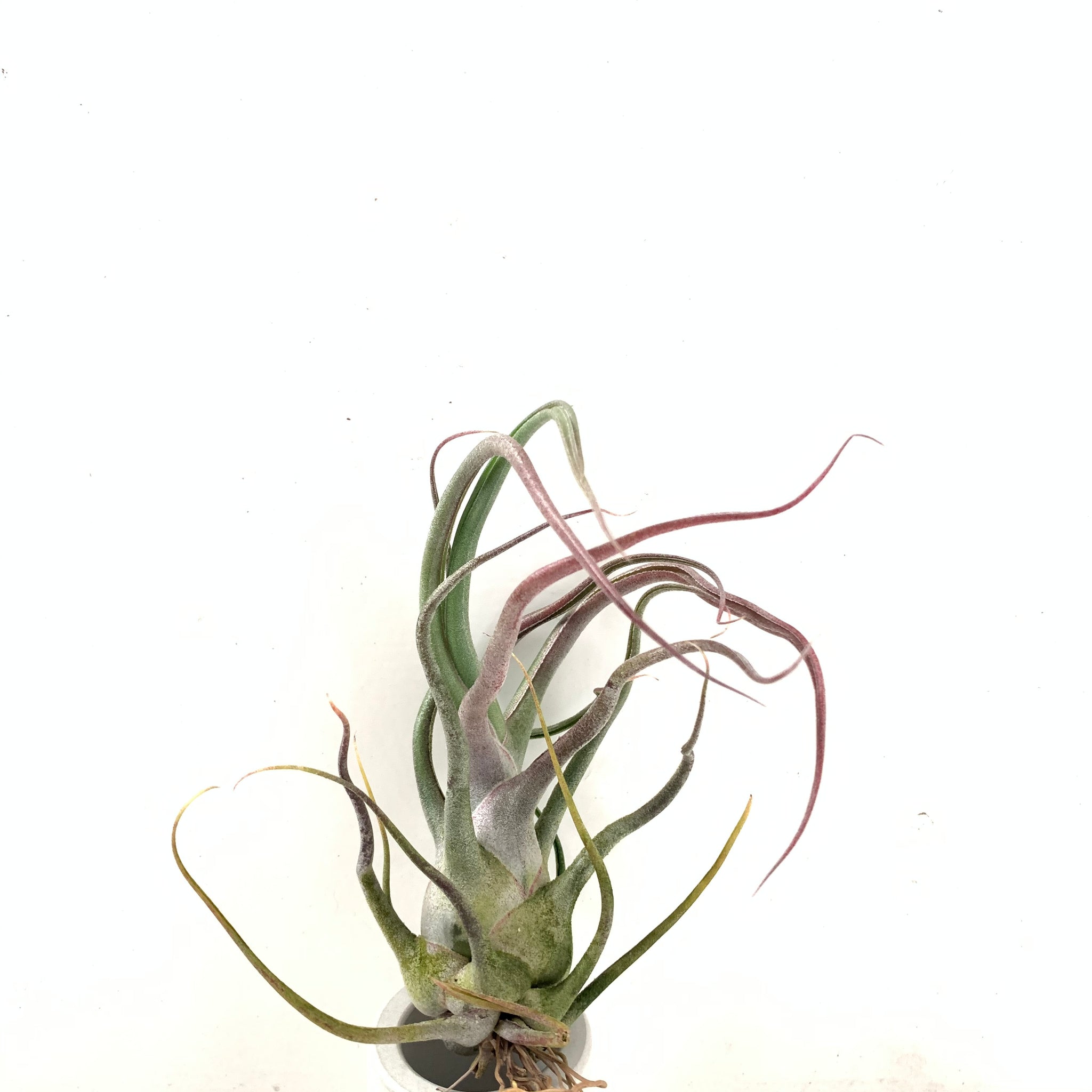 seleriana air plant Tillandsia Charles Wiley (seleriana x bulbosa) – Cuffel Farms