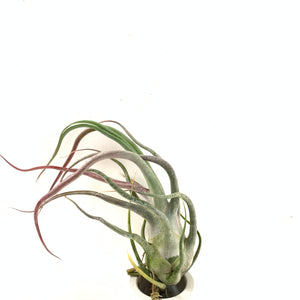 seleriana air plant care Tillandsia Charles Wiley (seleriana x bulbosa) – Cuffel Farms