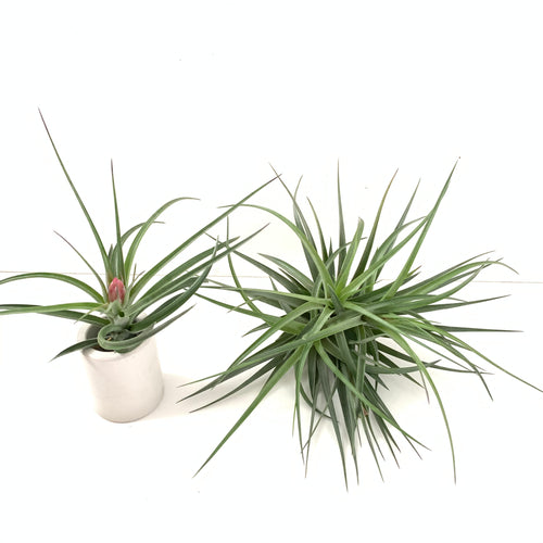 Tillandsia geminiflora x Tillandsia recurvifolia