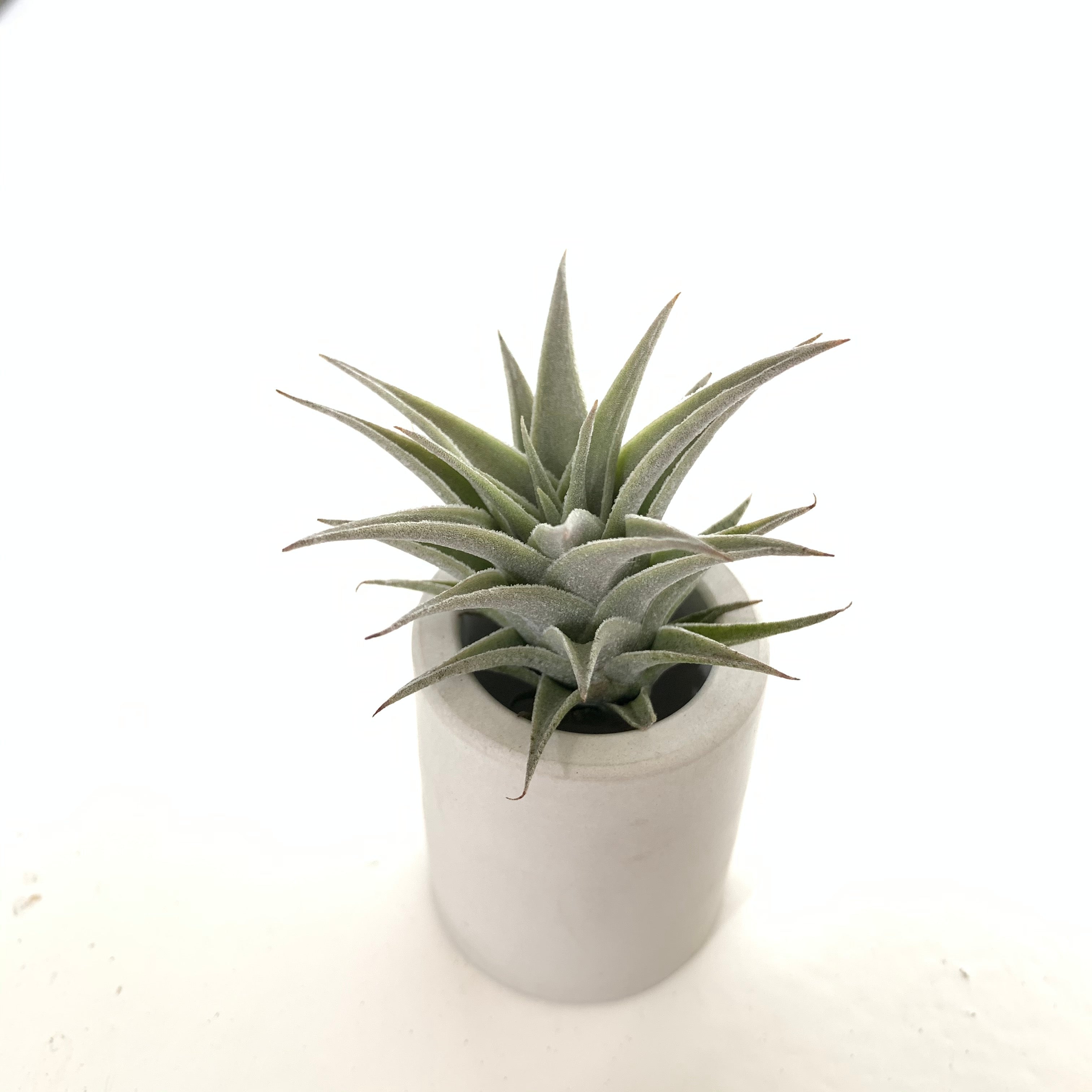 Tillandsia edithae dwarf form