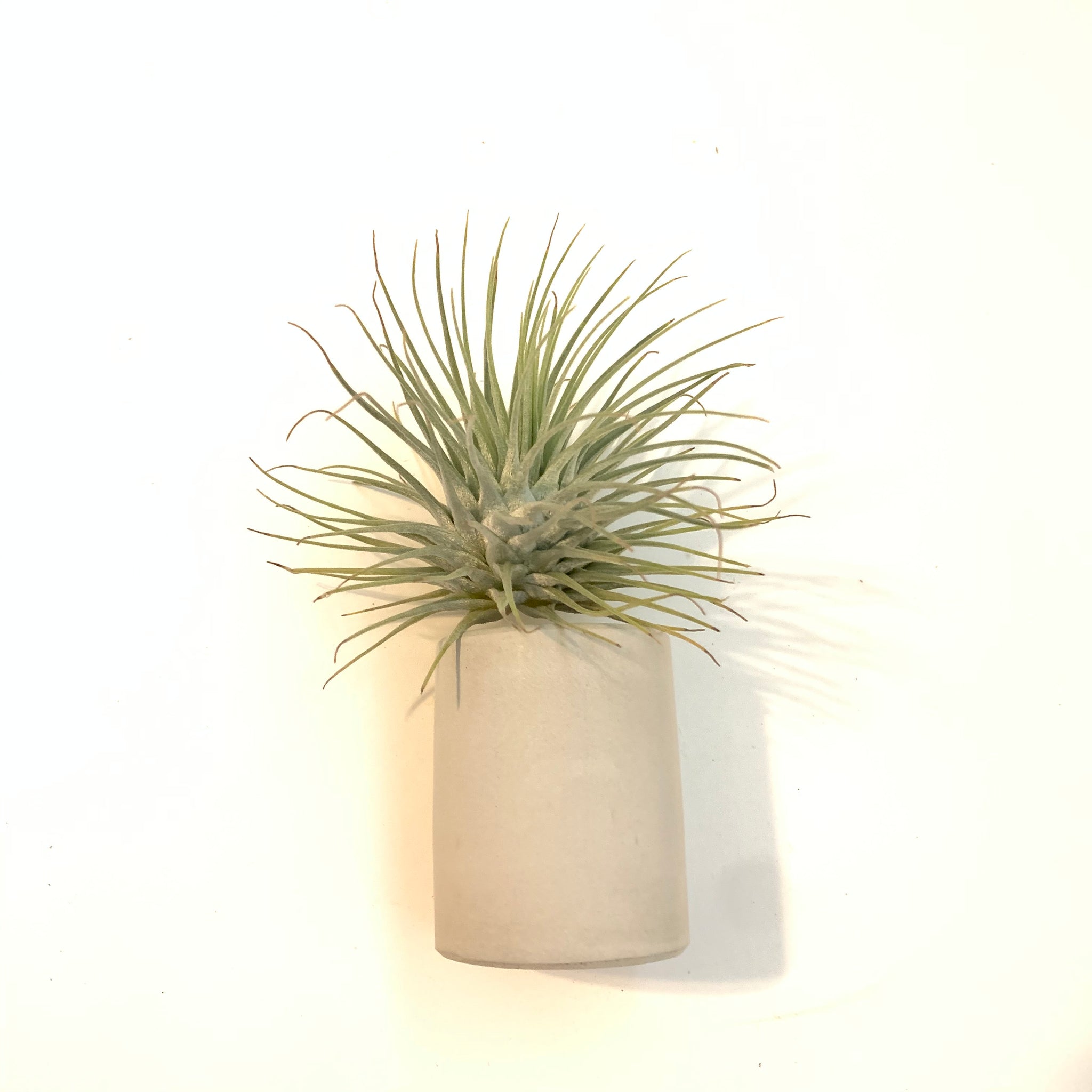 fuchsii air plant care Tillandsia fuchsii v fuchsii – Cuffel Farms