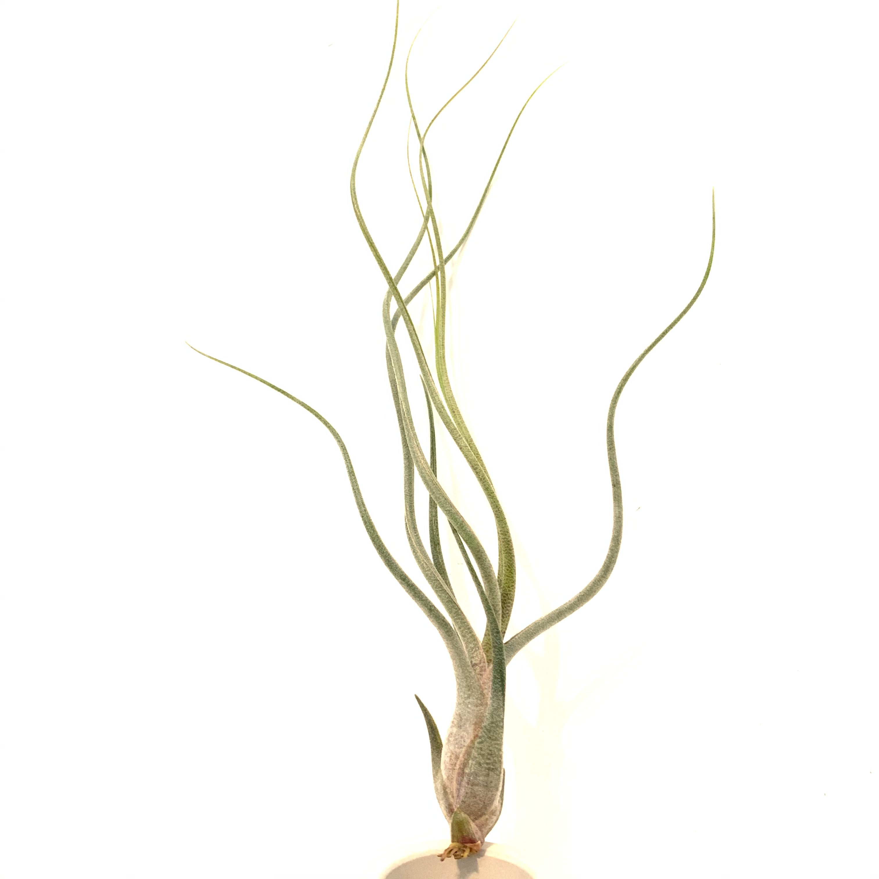 butzii air plant Tillandsia butzii x Tillandsia seleriana – Cuffel Farms