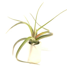 Tillandsia Redy (streptophylla x concolor)