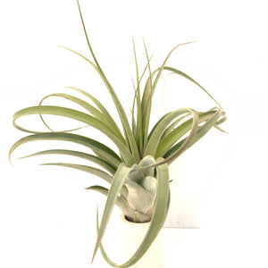 Tillandsia Redy (streptophylla x concolor)