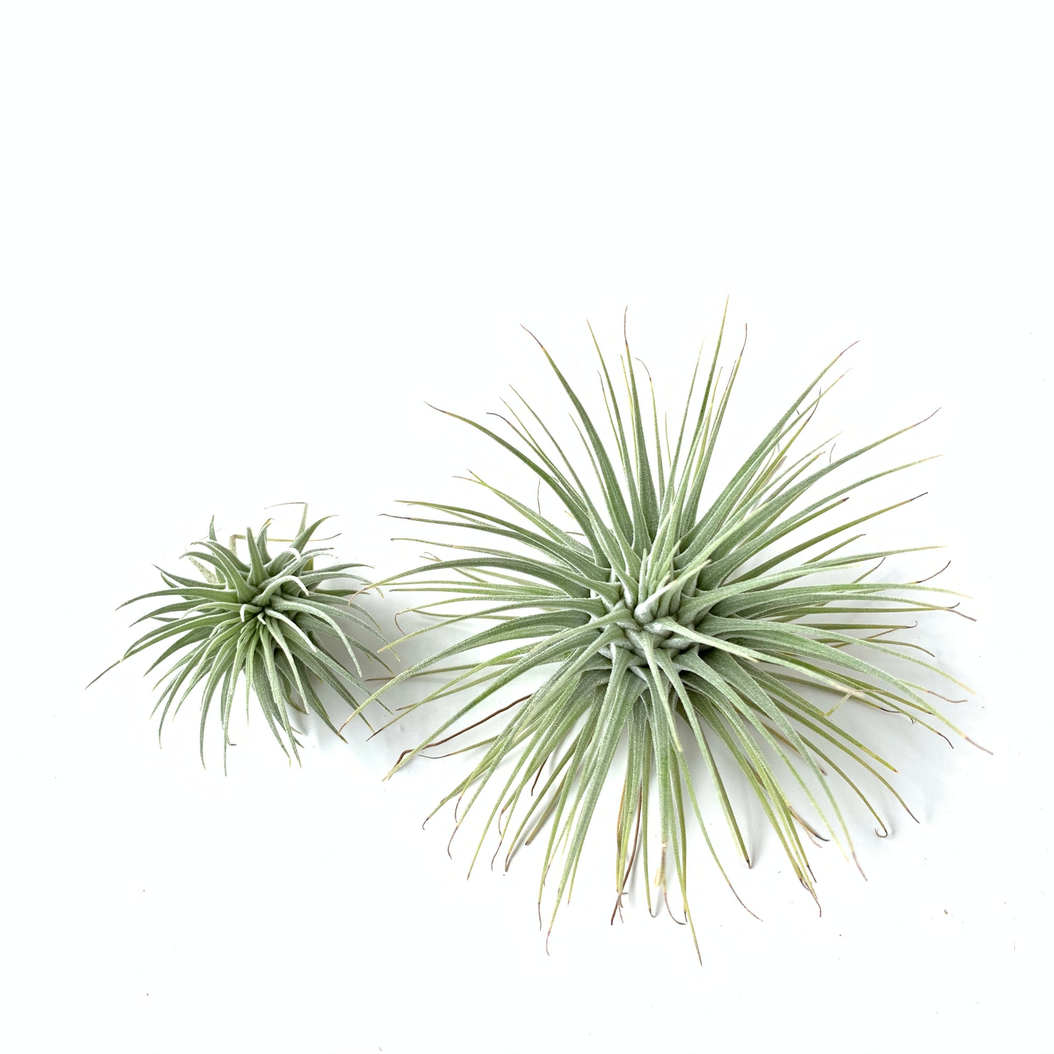 fuchsii air plant care Tillandsia fuchsii v fuchsii – Cuffel Farms