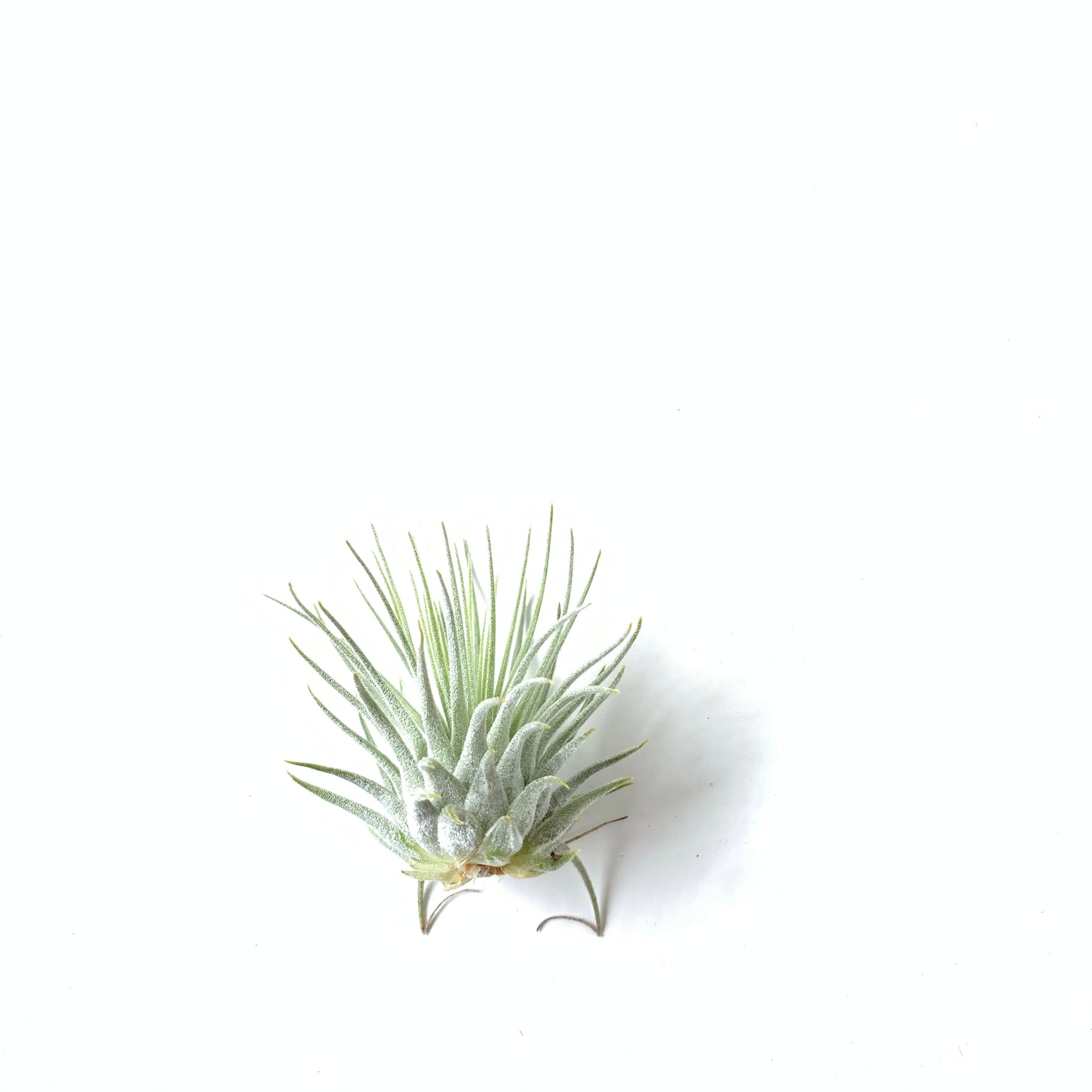 fuchsii air plant Tillandsia fuchsii v fuchsii – Cuffel Farms