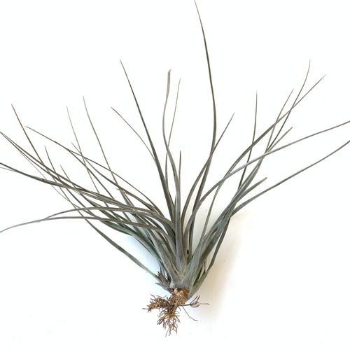 Tillandsia Floridana