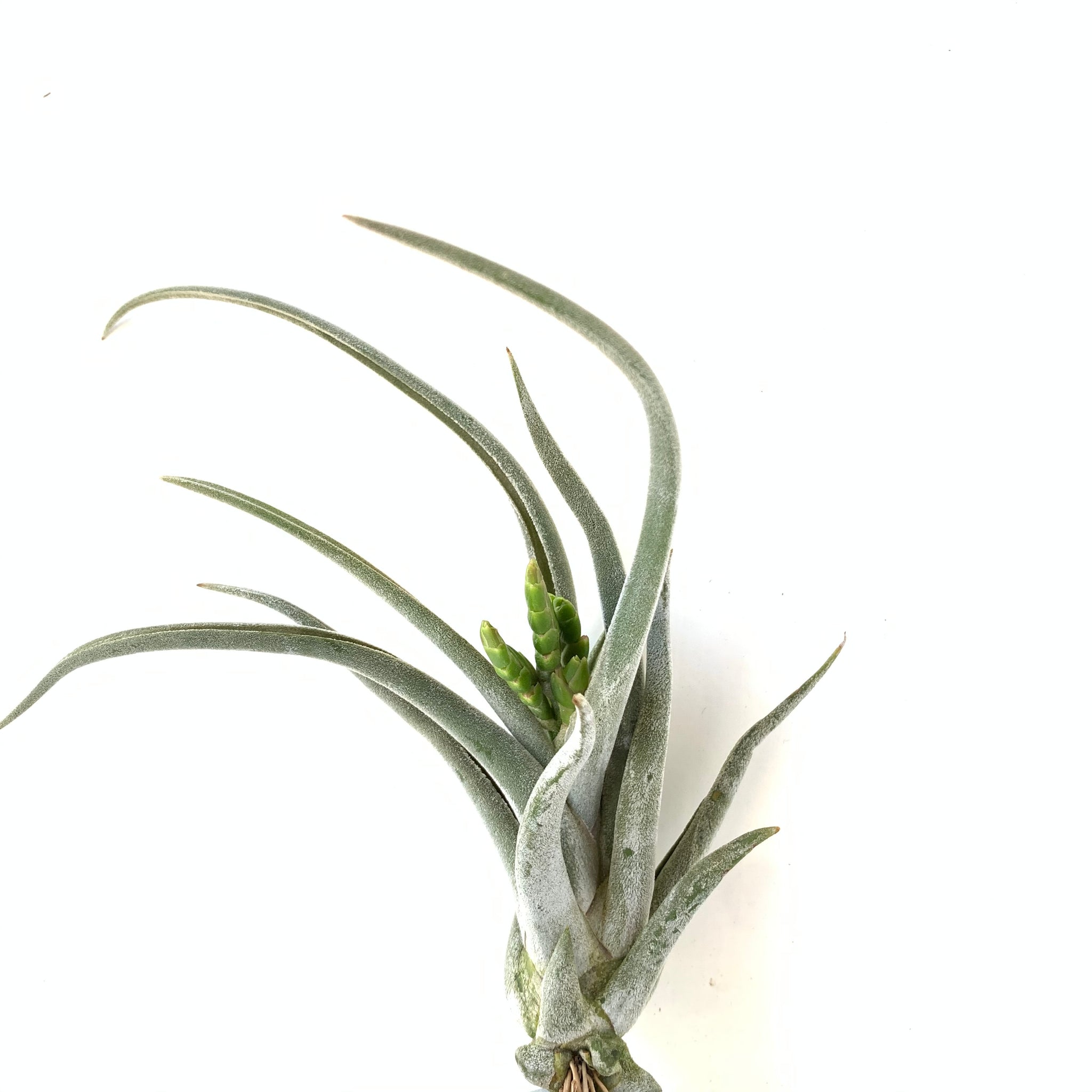 tillandsia caput medusae air plant Tillandsia caput medusae White Dwarf – Cuffel Farms