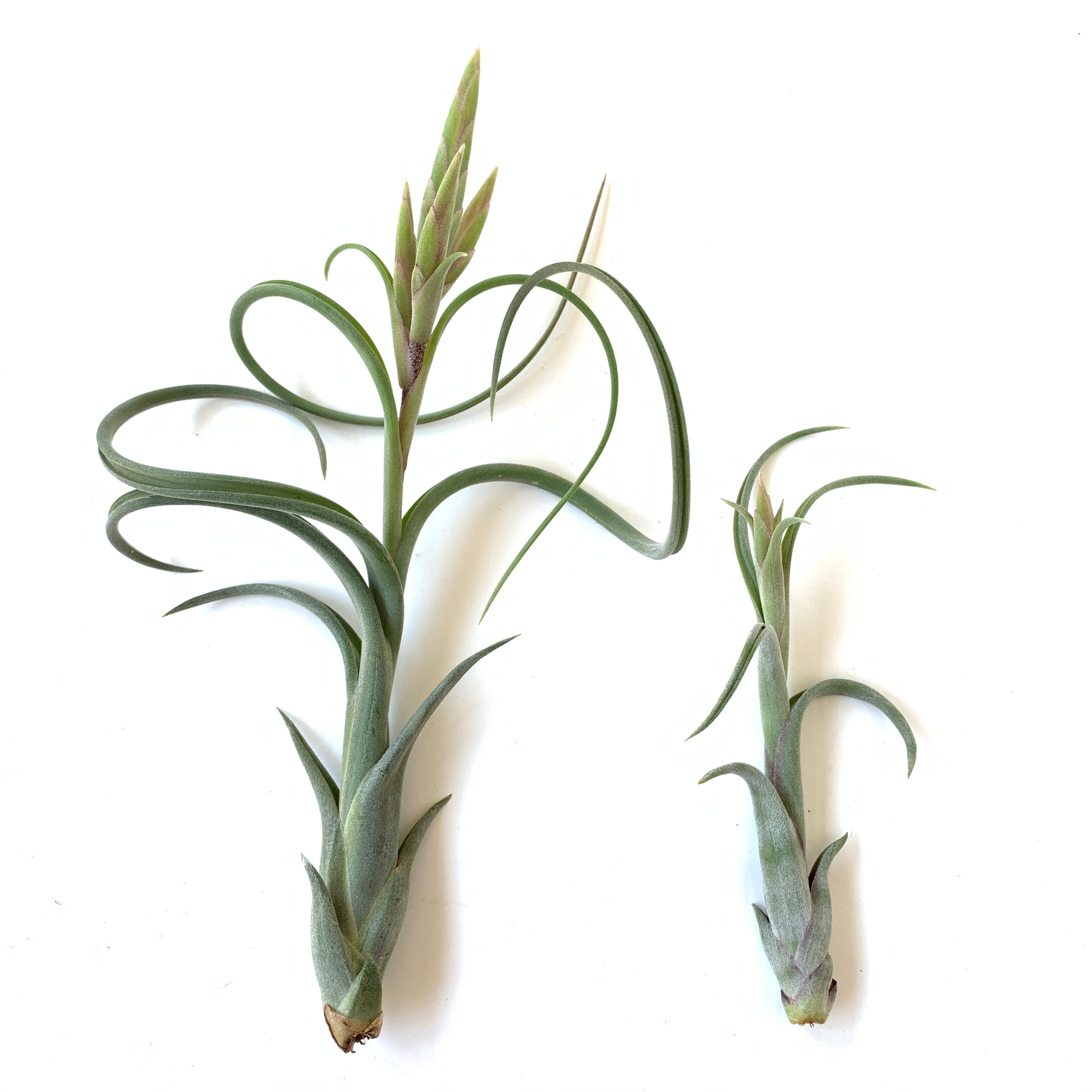 intermedia air plant Tillandsia intermedia – Cuffel Farms