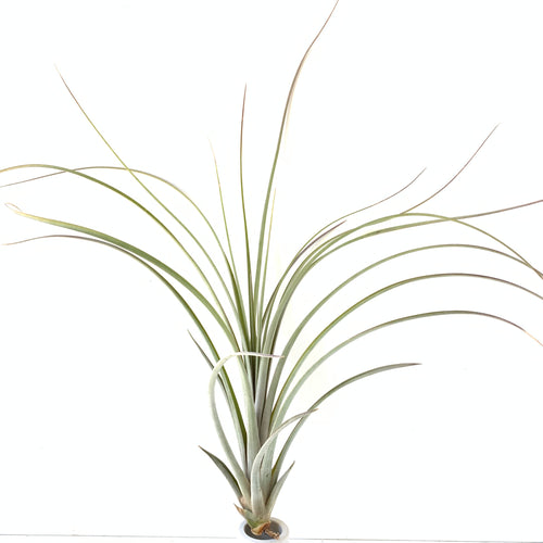 Tillandsia zacapanensis x Floridana