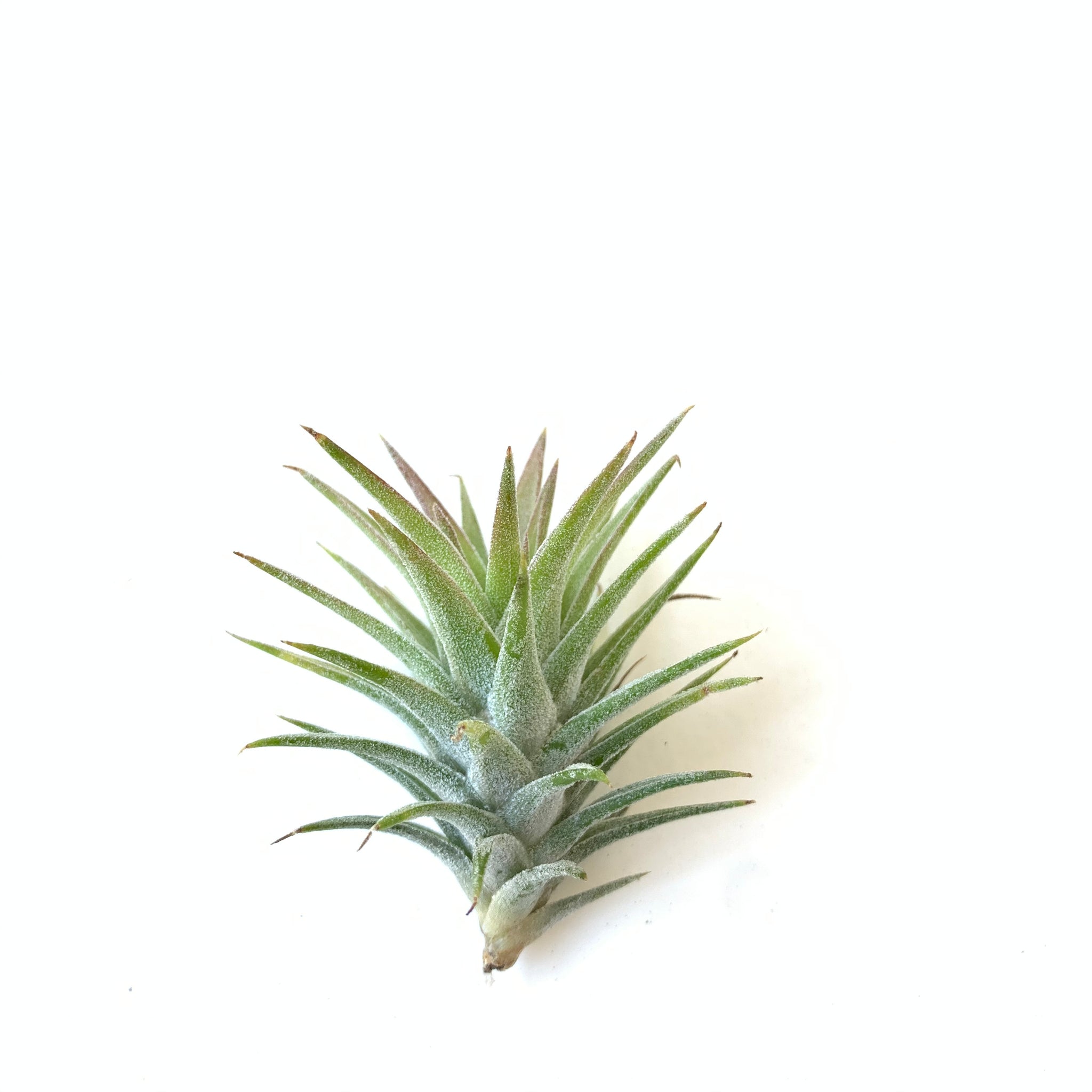 vanhyningii air plant Tillandsia vanhyningii – Cuffel Farms