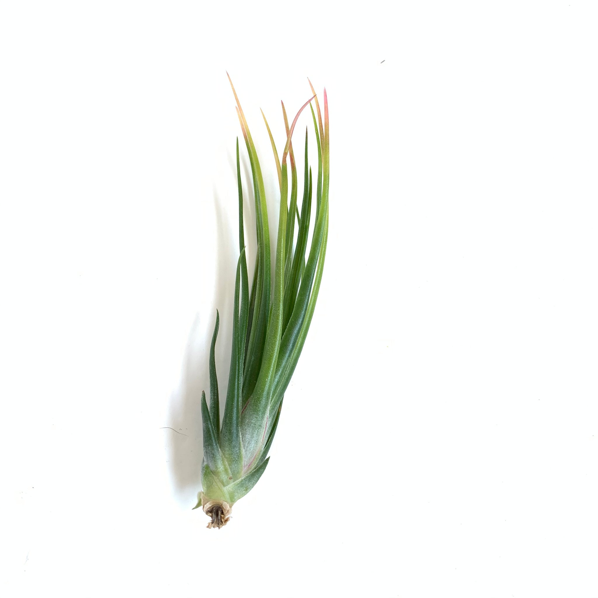 twisted acres air plants Tillandsia Joel's Twisted Sister – Cuffel Farms