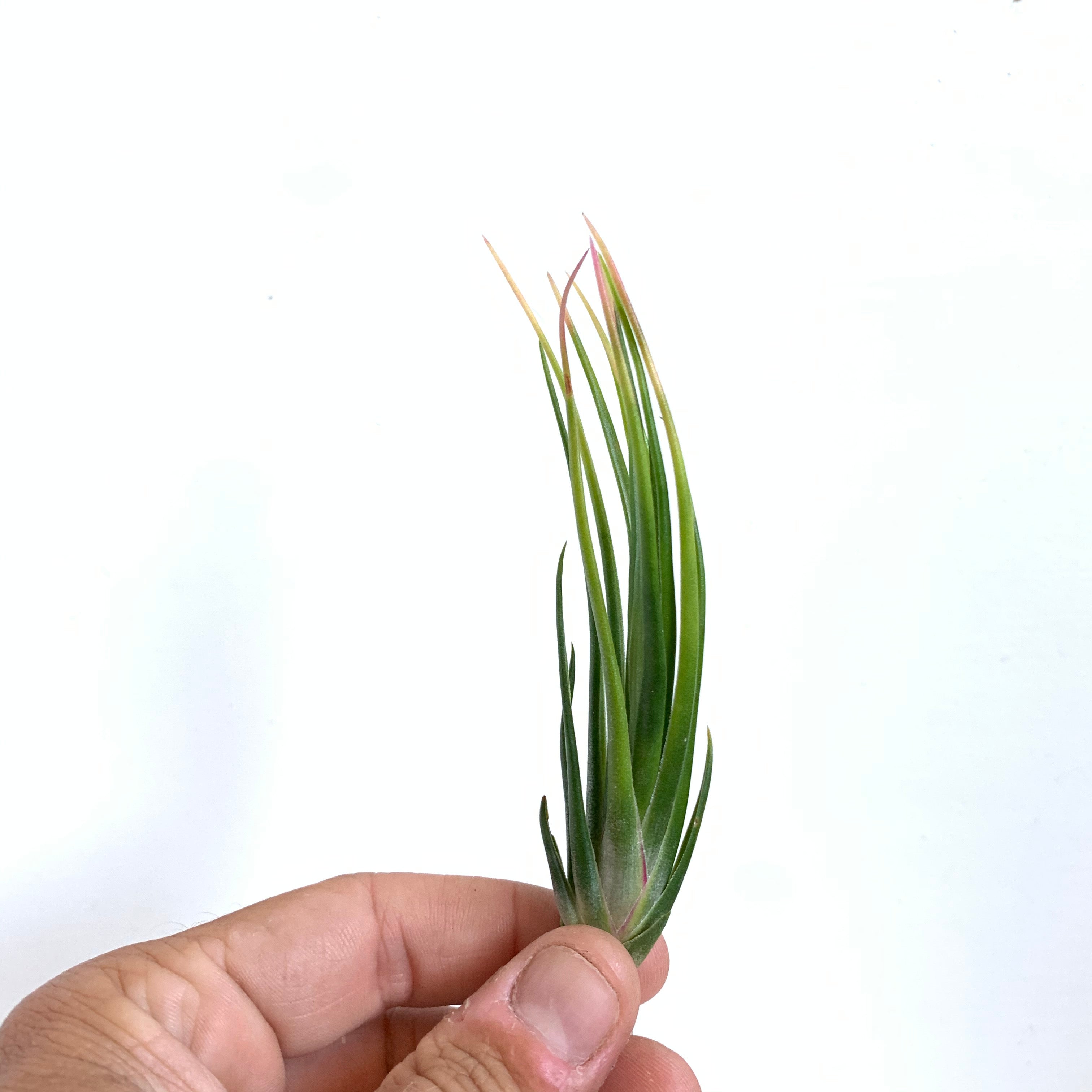 Grex sibling of Tillandsia 'Lavender Frost' ティランジア