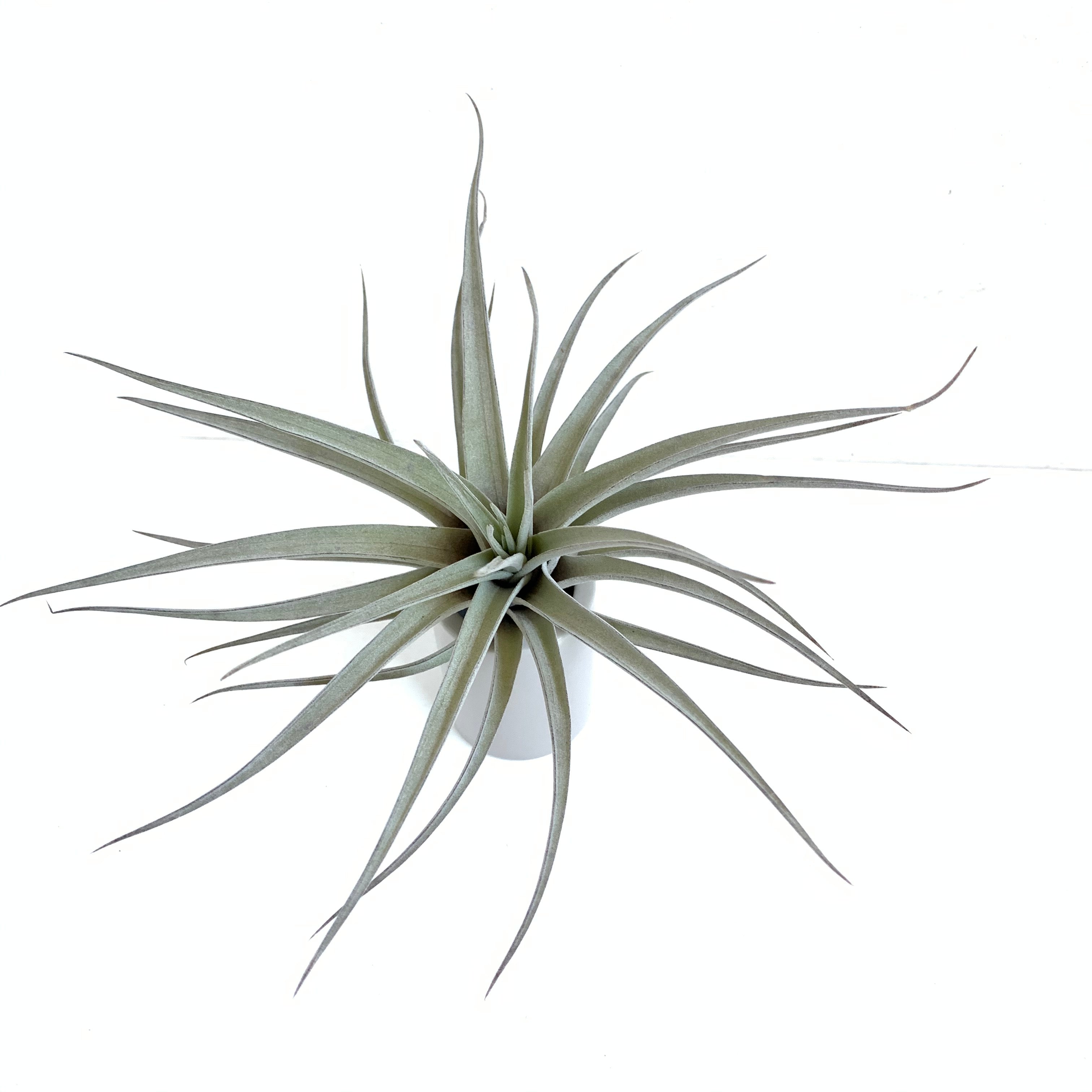 Tillandsia albida – Cuffel Farms