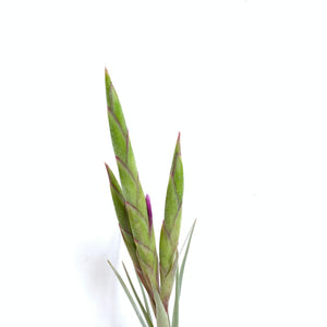 Tillandsia intermedia x concolor
