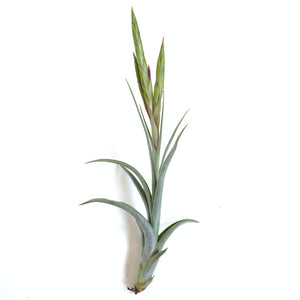 Tillandsia intermedia x concolor