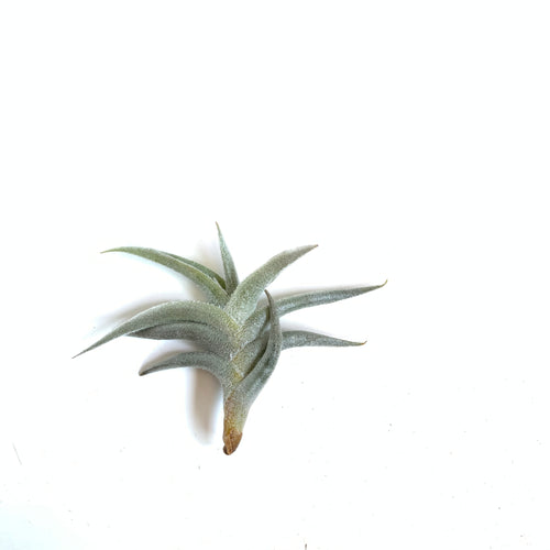 Tillandsia gilliesii minor