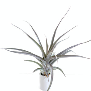 Tillandsia Majestic (chiapensis x concolor)