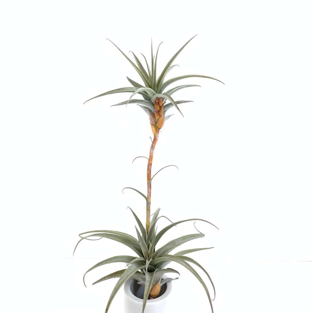 Tillandsia latifolia v latifolia #1 (aka murorum #1) small viviparous form
