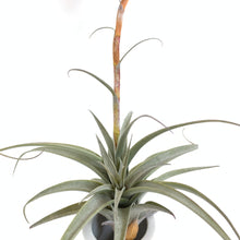 Tillandsia latifolia v latifolia #1 (aka murorum #1) small viviparous form