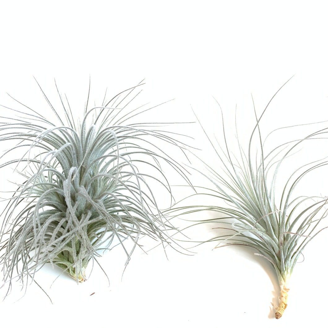 Tillandsia tectorum Peru