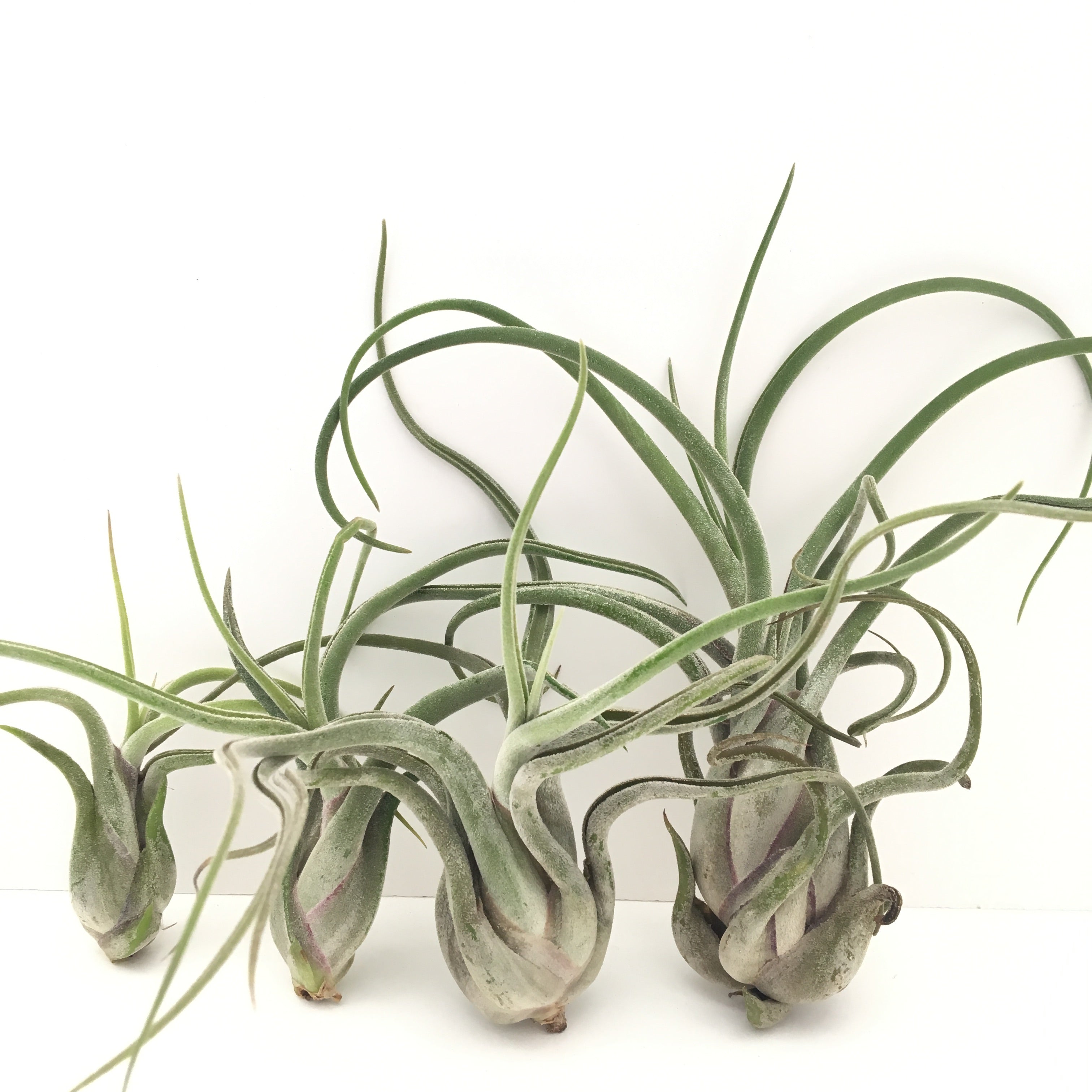Tillandsia caput-medusae – Cuffel Farms